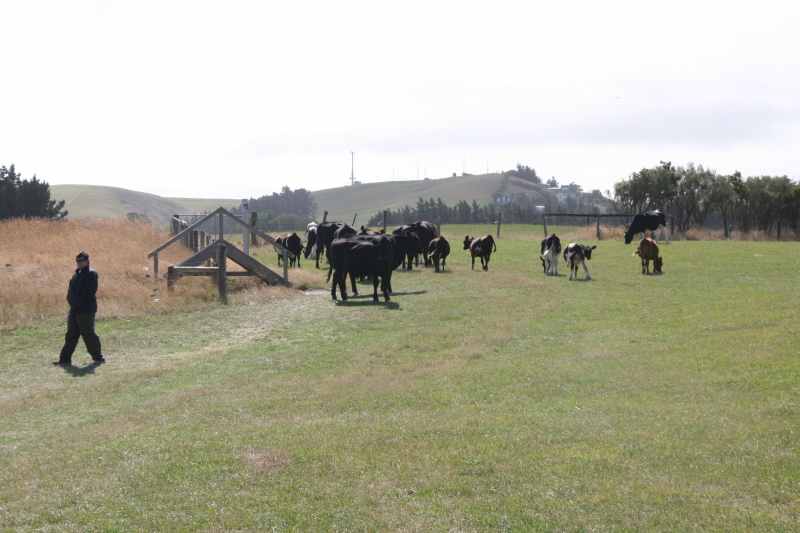 Nieuw-Zeeland 2011 - 1137